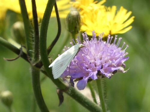 Sitochroa palealis (Denis & Schiffermüller), 1775