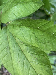 Spathodea campanulata