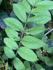 Spathodea campanulata