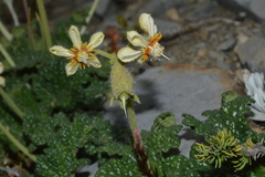 Blumenbachia prietea
