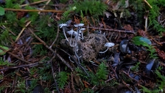 Coprinopsis stercorea