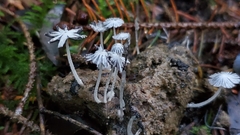 Coprinopsis stercorea