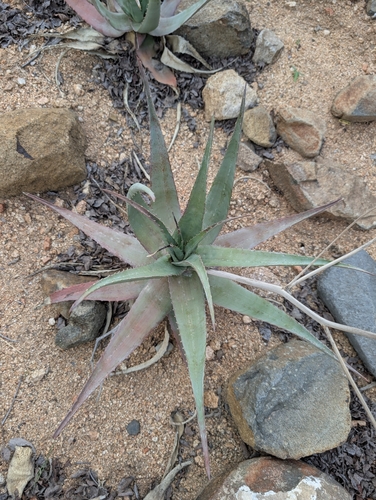Chabaud's Aloe (Aloe chabaudii)