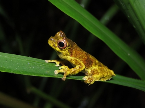 Giesler's Treefrog