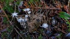 Coprinopsis stercorea