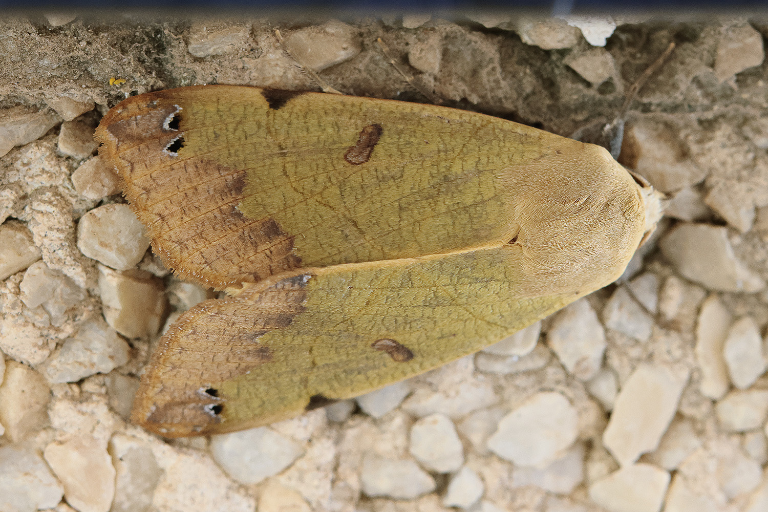 Ophiusa tirhaca