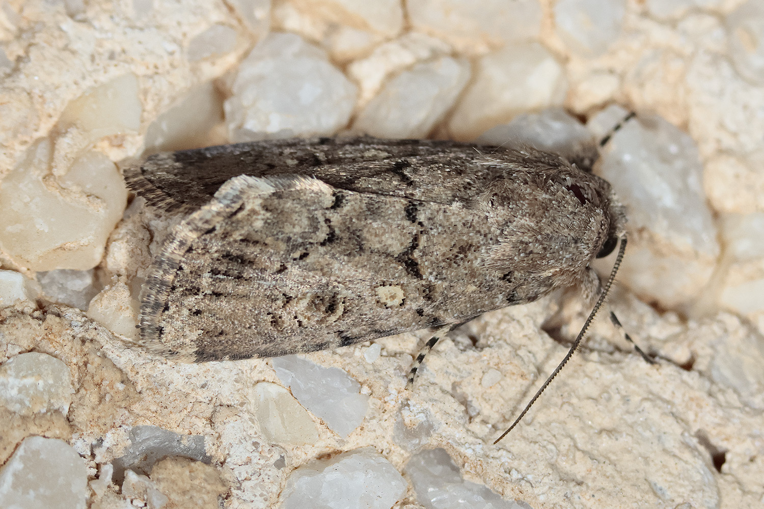 Spodoptera cilium