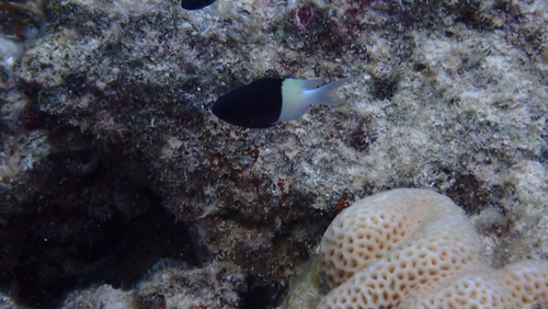 Chocolatedip chromis (Chromis dimidiata) — Pomacentridae — 3