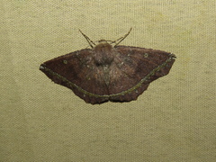 Synnomos firmamentaria