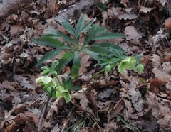 Helleborus viridis viridis