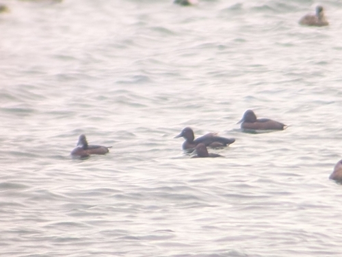 Ferruginous Duck (Aythya nyroca), photo 4