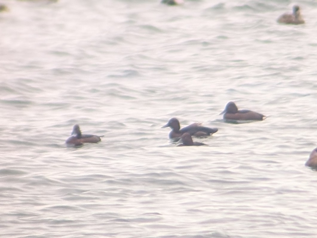 Ferruginous Duck (Aythya nyroca), photo 4