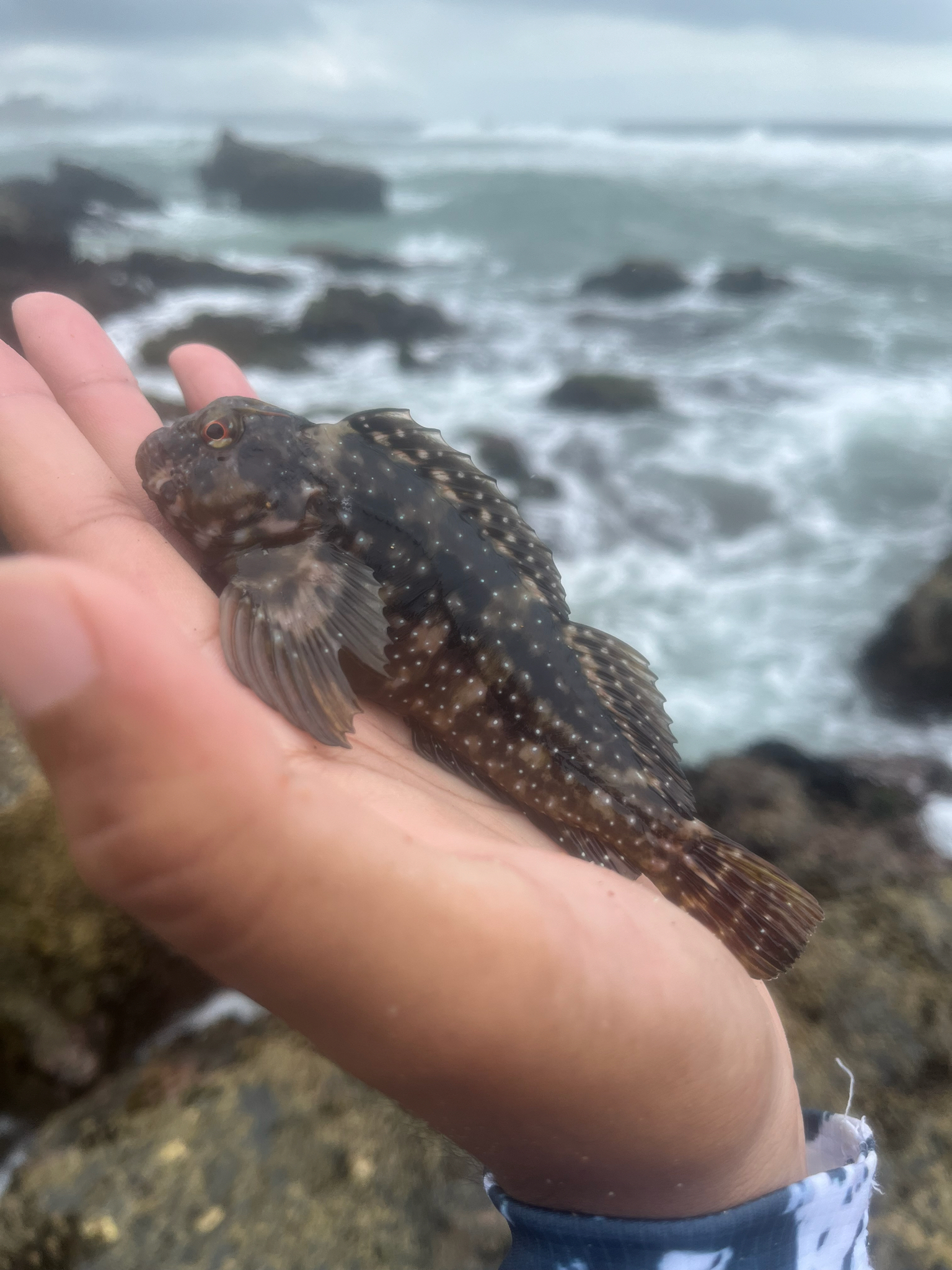 Kosi Rockskipper