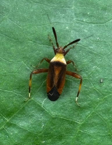 Notholopus pachycerus