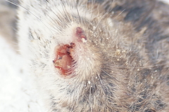 Sorex hoyi