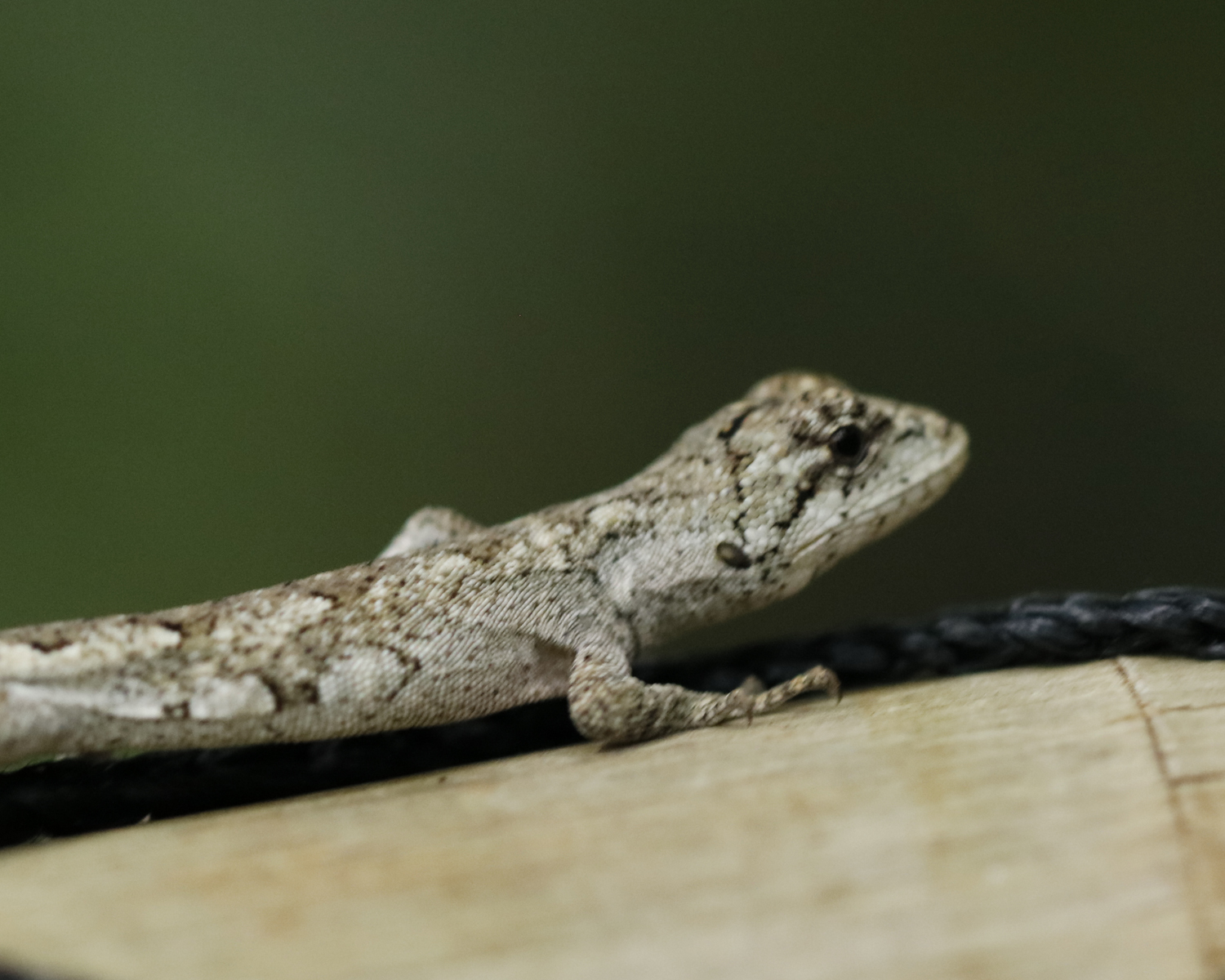 Urostrophus longicauda