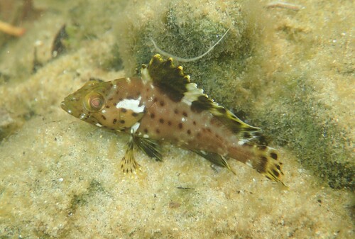Longspine grouper (Epinephelus longispinis) — Serranidae