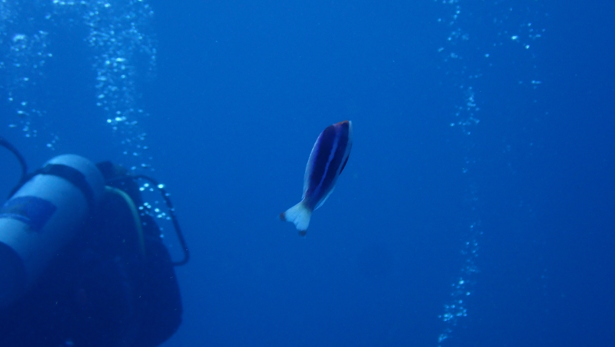 Red Sea Anthias photo 7