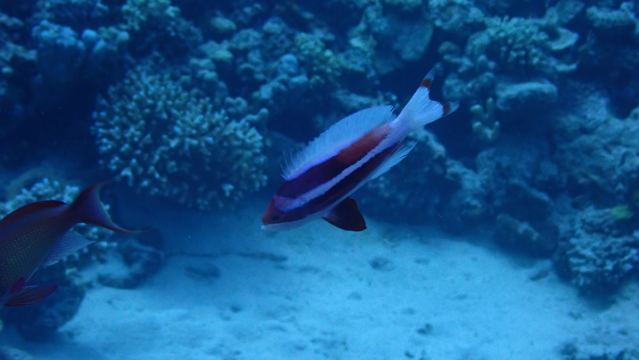 Red Sea Anthias photo 8
