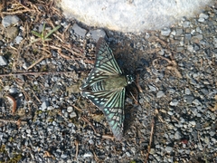 Phocides urania urania