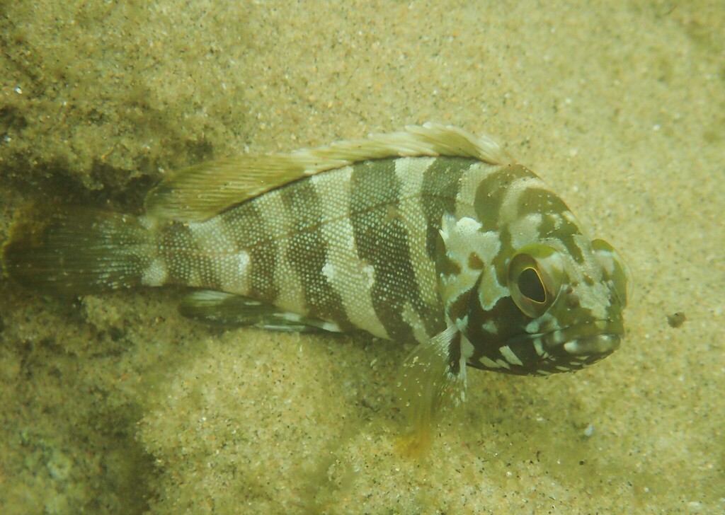 Charlie court cod (Epinephelus rivulatus) — Serranidae