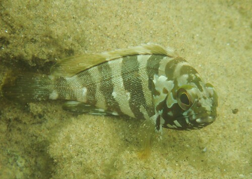 Charlie court cod (Epinephelus rivulatus) — Serranidae