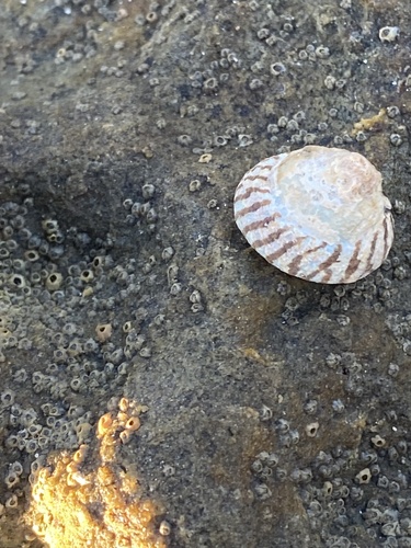 Bembicium nanum