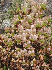 Salix tschuktschorum
