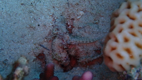 Gnatholepis caudimaculata observed 2026-01-07