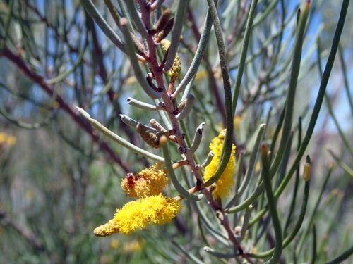 Acacia ramulosa
