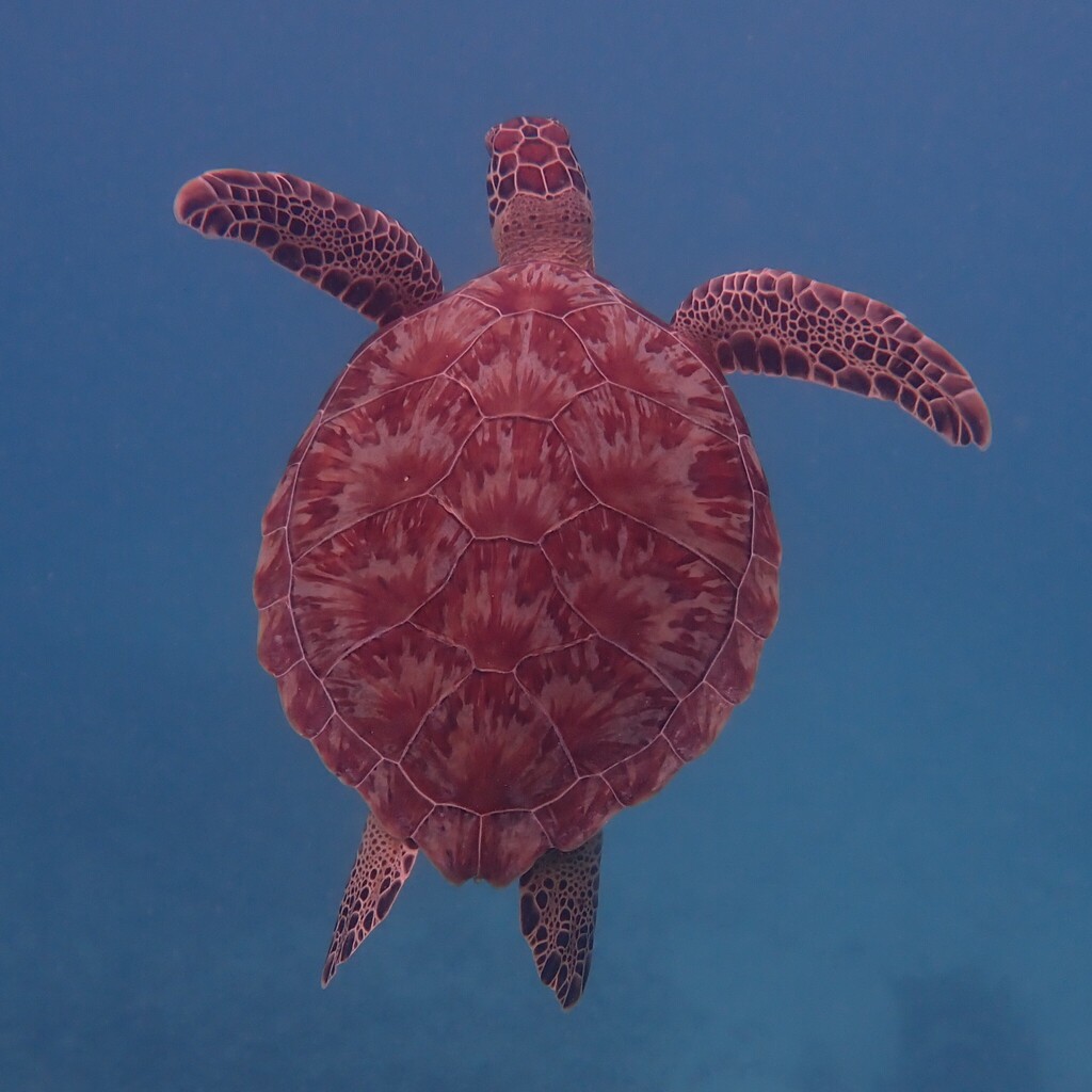 Green sea turtle