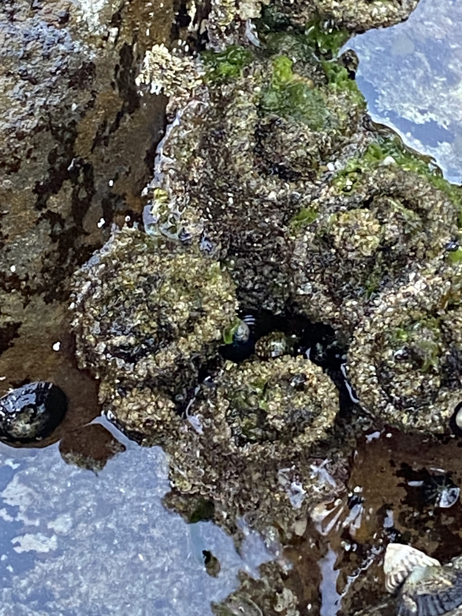 Pyura praeputialis (Heller, 1878)