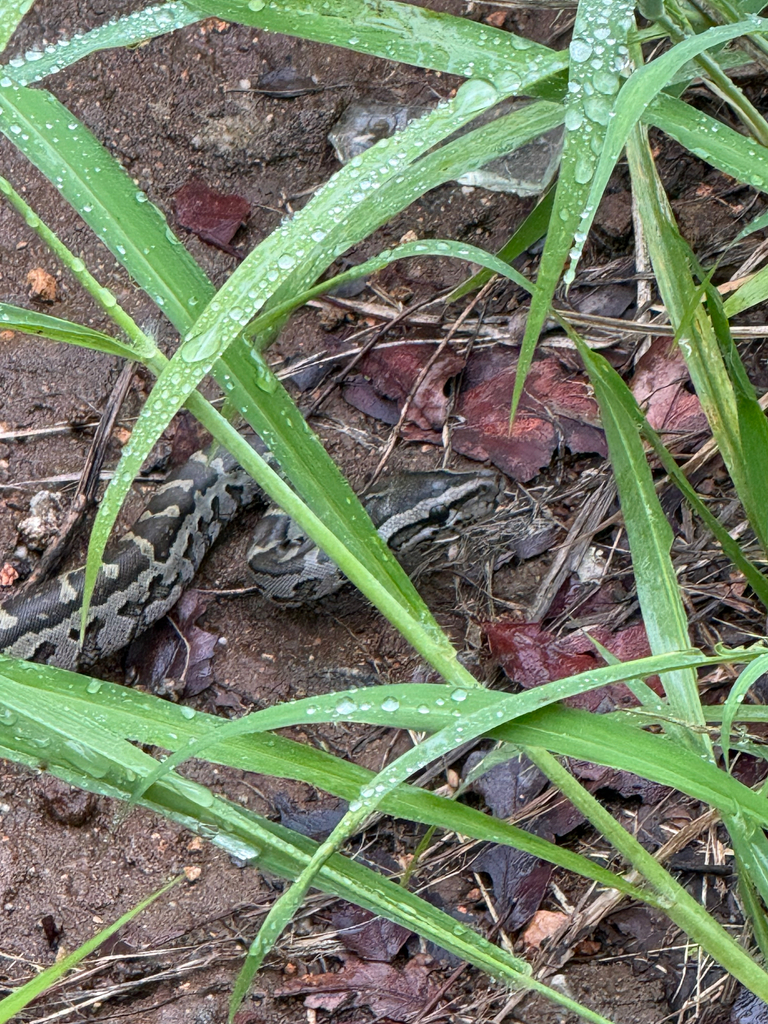 African Python Rearing Up Southern African Python from Bushbuckridge, Mpumalanga, ZA on January ...