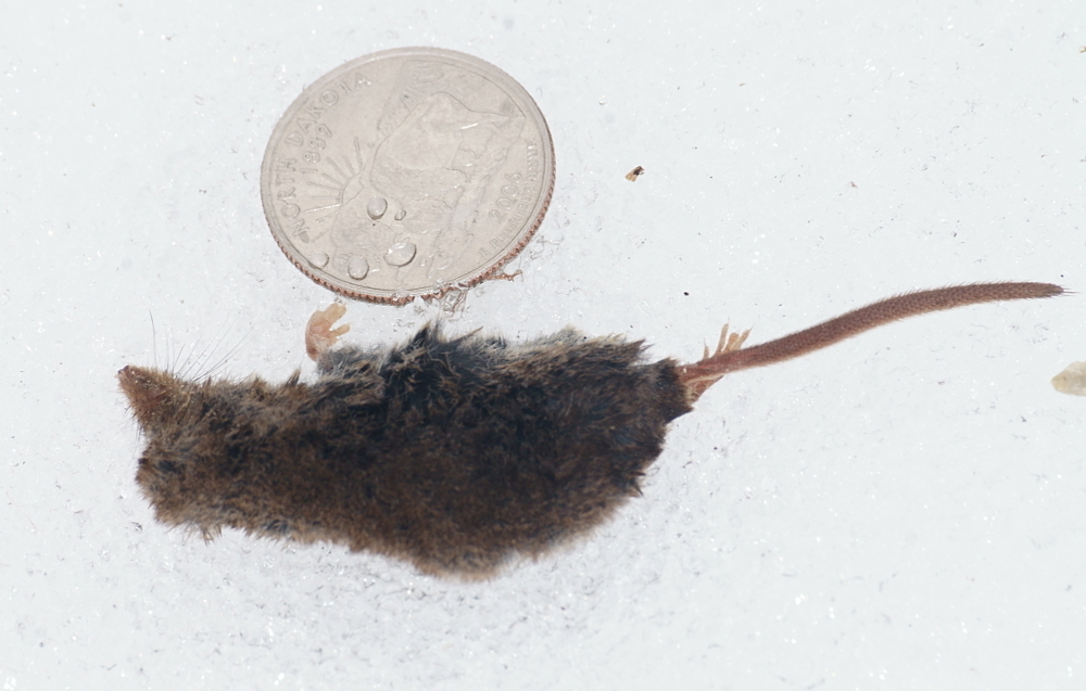 American Pygmy Shrew
