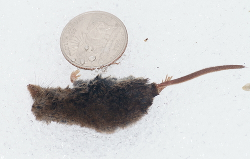 American Pygmy Shrew