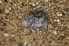 Sorex hoyi