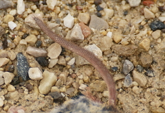 Sorex hoyi