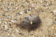 Sorex hoyi