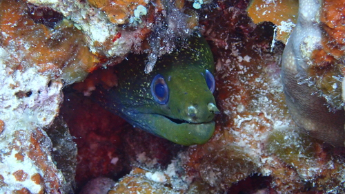 Common hawaiian moray (Gymnothorax undulatus) — Muraenidae