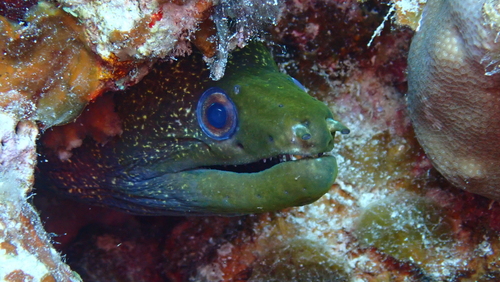Common hawaiian moray (Gymnothorax undulatus) — Muraenidae — 4