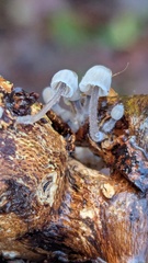 Angel's bonnet (Mycena arcangeliana)
