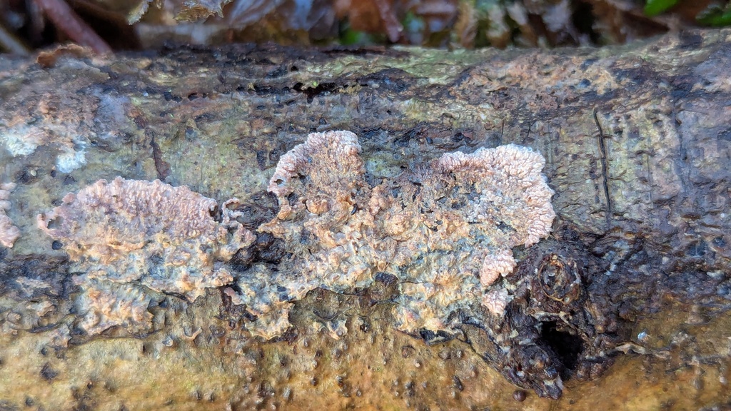 Phlebia radiata · January 2026 · photo: © rudolphous (iNaturalist, cc-by)