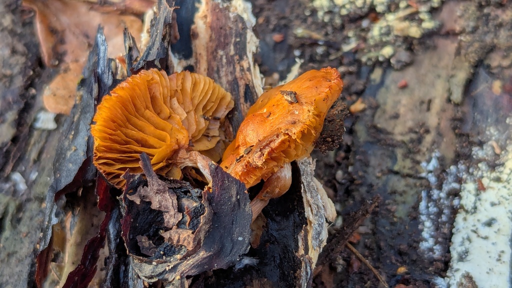 Gymnopilus penetrans · January 2026 · photo: © rudolphous (iNaturalist, cc-by)