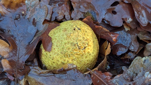 Scleroderma citrinum — (c) Michel Langeveld, some rights reserved (CC BY)