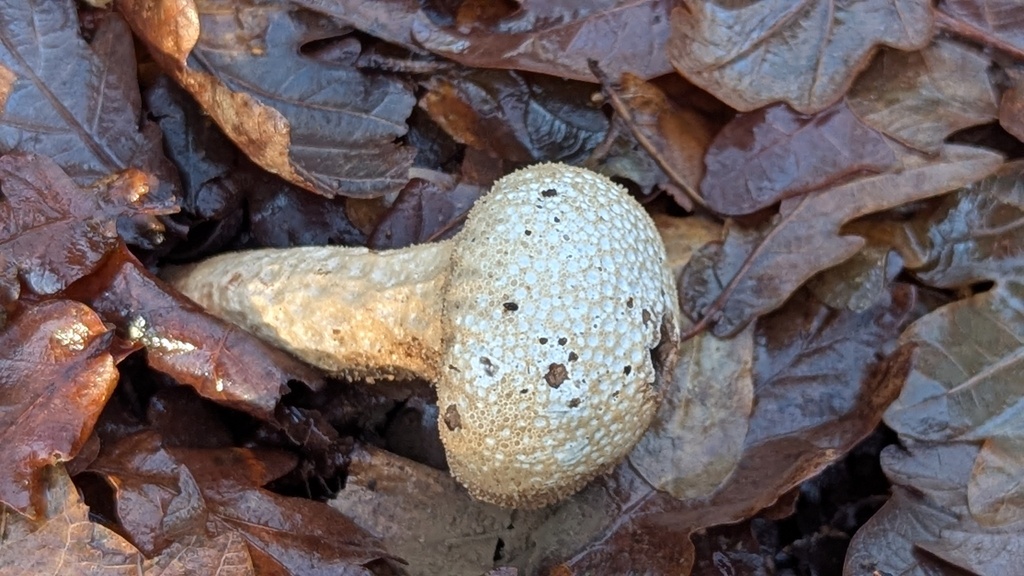 Lycoperdon perlatum · January 2026 · photo: © rudolphous (iNaturalist, cc-by)