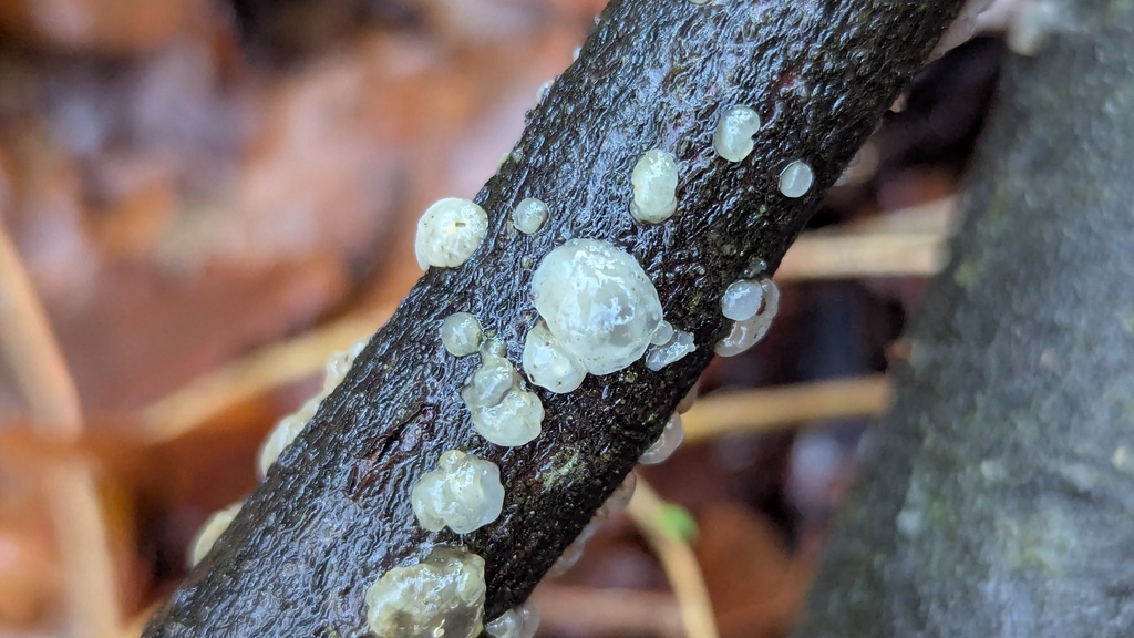 Myxarium nucleatum · January 2026 · photo: © rudolphous (iNaturalist, cc-by)