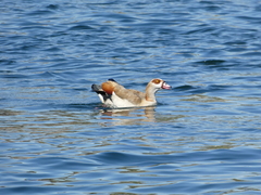 Alopochen aegyptiaca