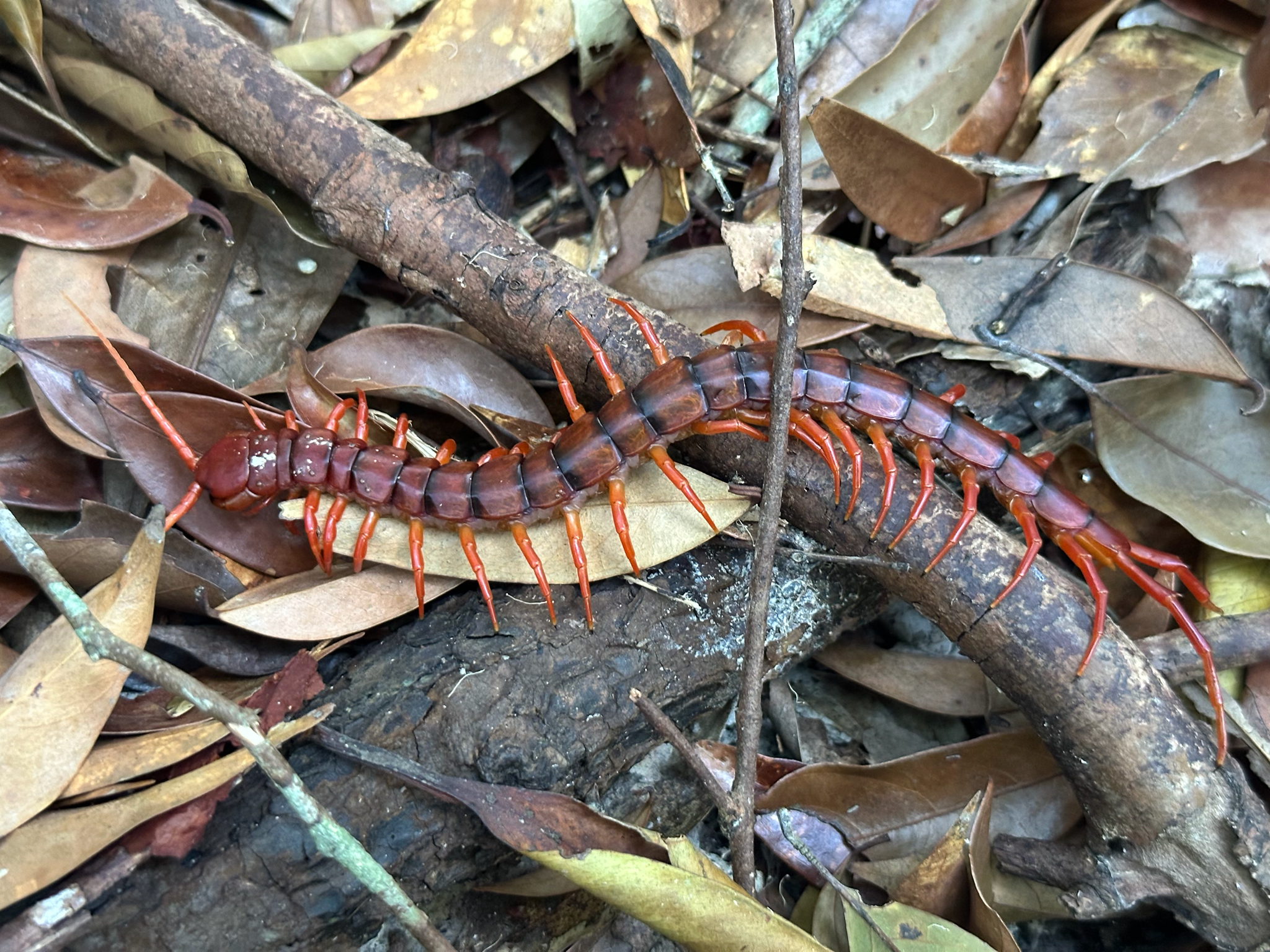 Scolopendra dehaani Brandt, 1840
