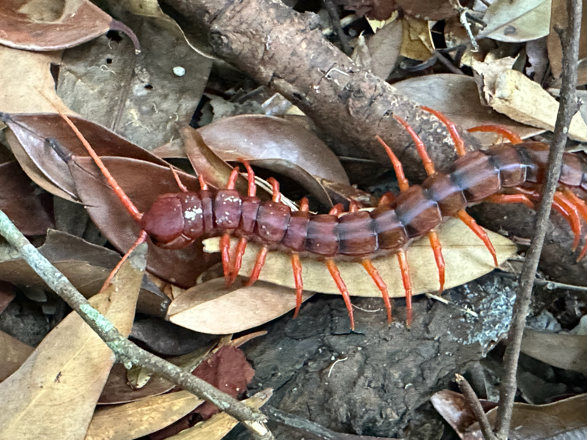 Scolopendra dehaani Brandt, 1840