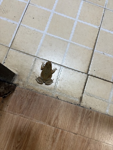 African Red Toad